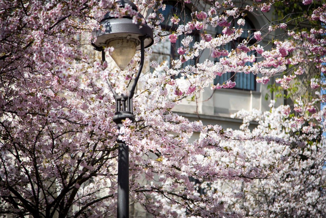 Kirschblüte