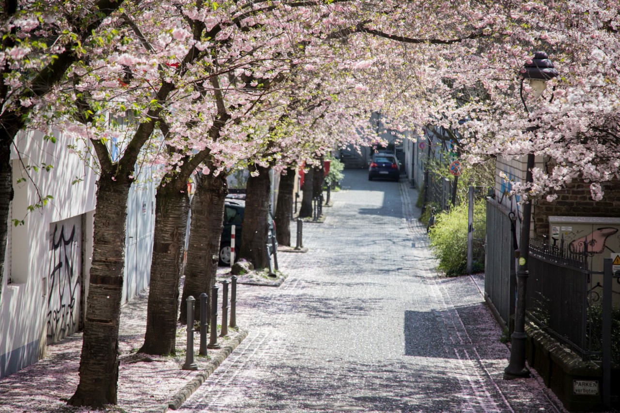 Kirschblüte
