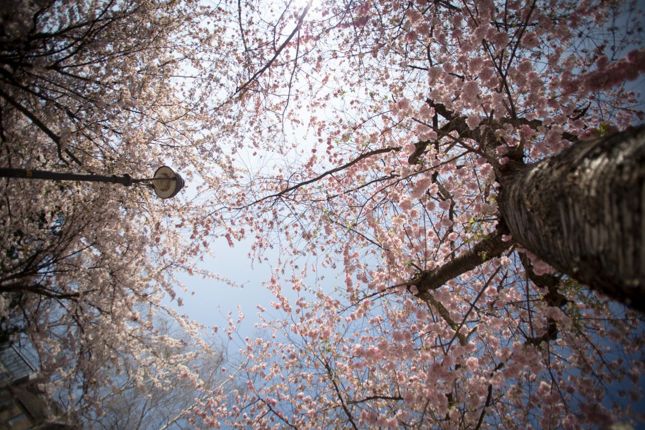 Kirschblüte