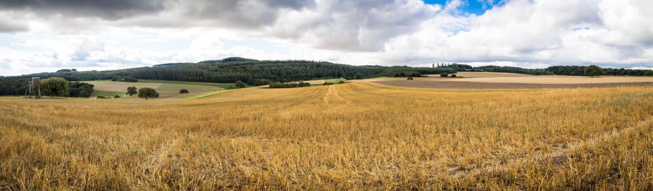IMG_2538-Pano